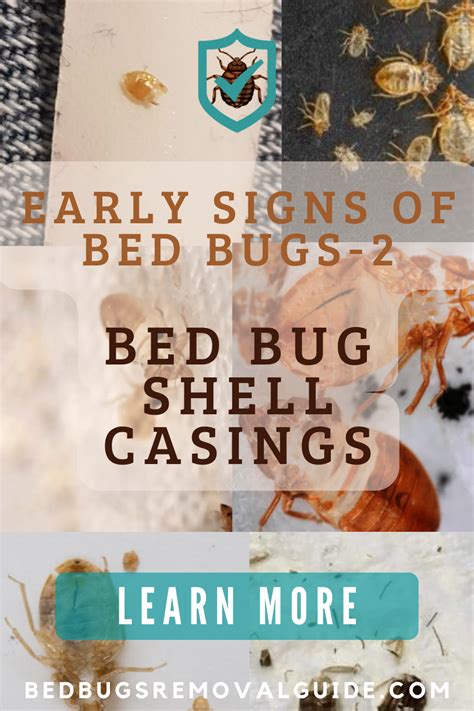 Solved! 5 Early Signs of Bed Bugs to Never Ignore